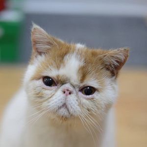 Meet your Posher, Jackitty